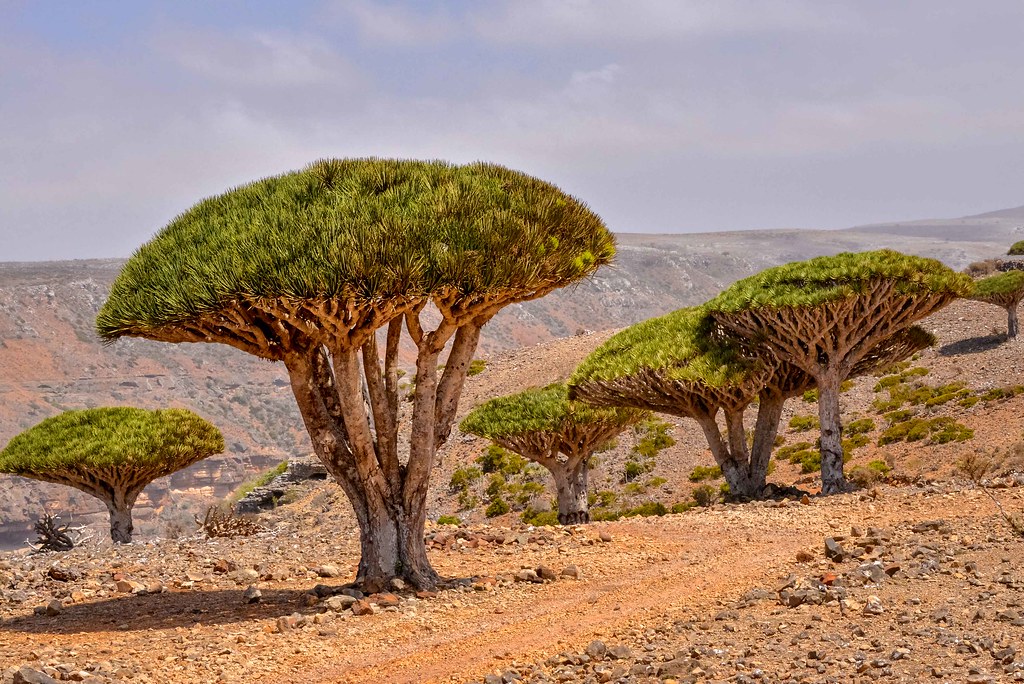 tourism in Socotra