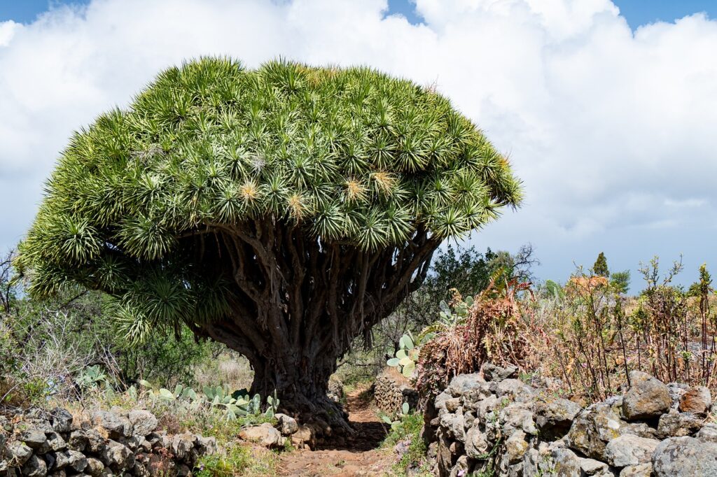 socotra island tree