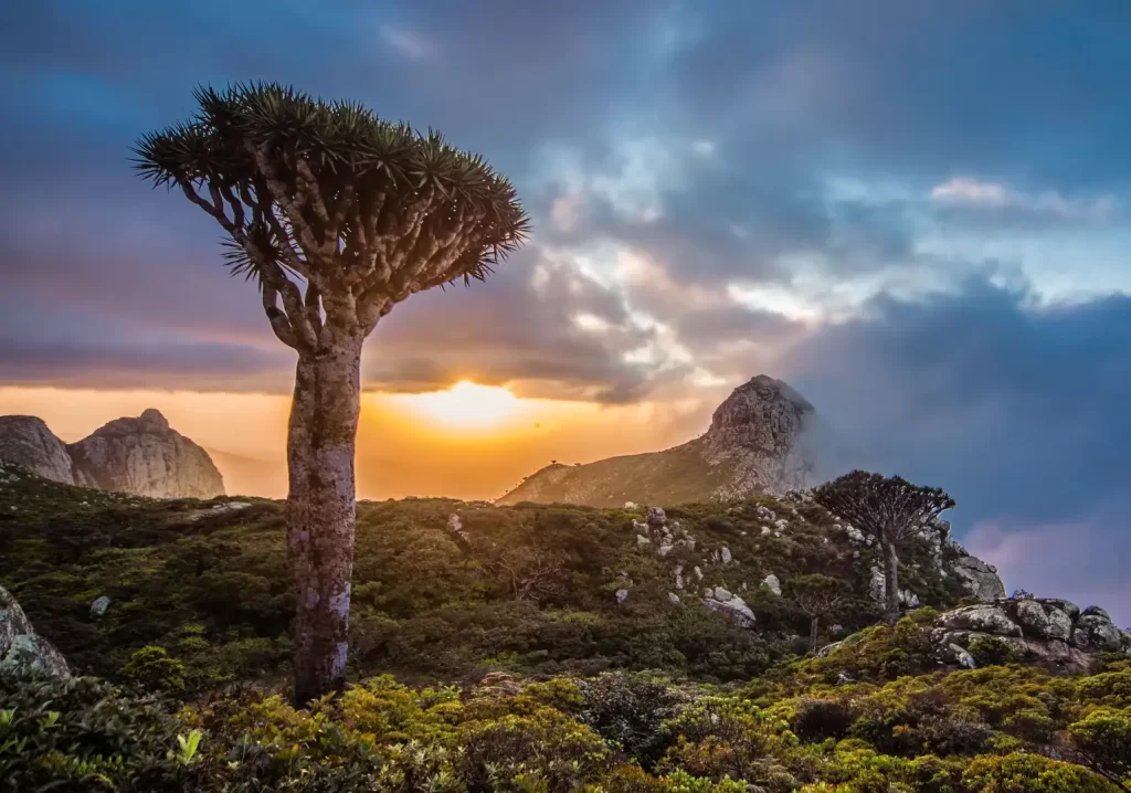 Socotra Island