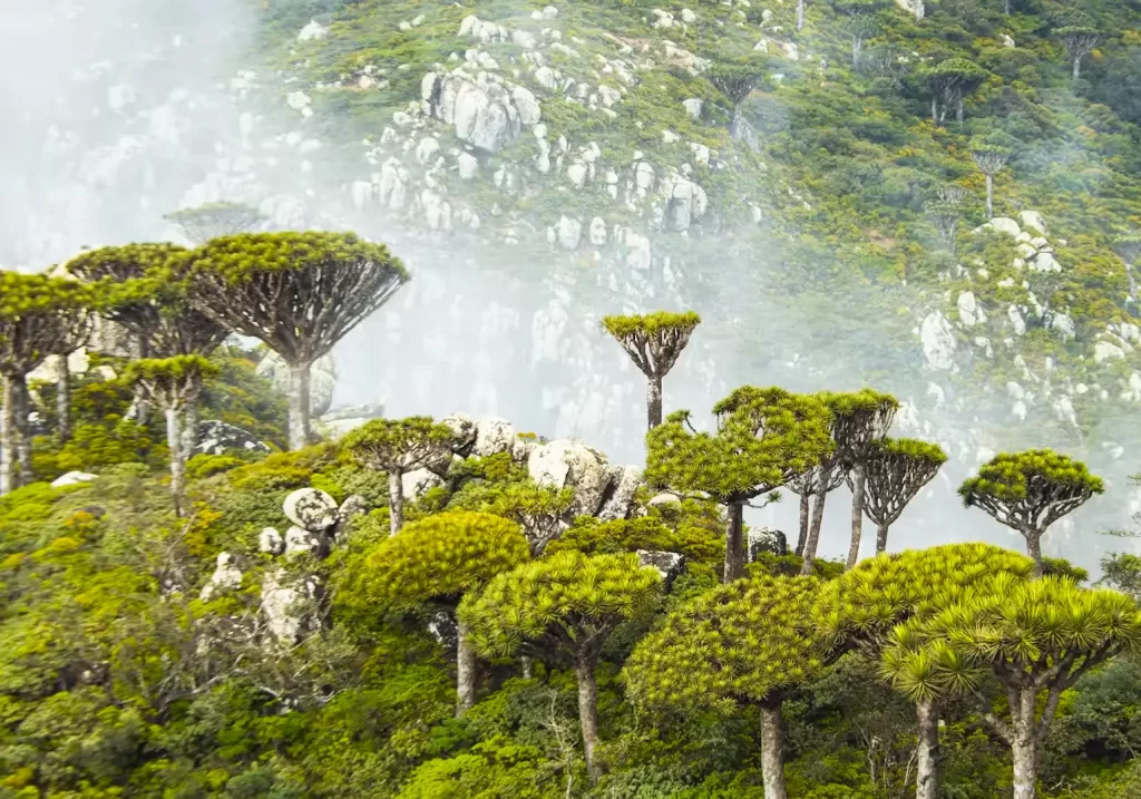 socotra tree island