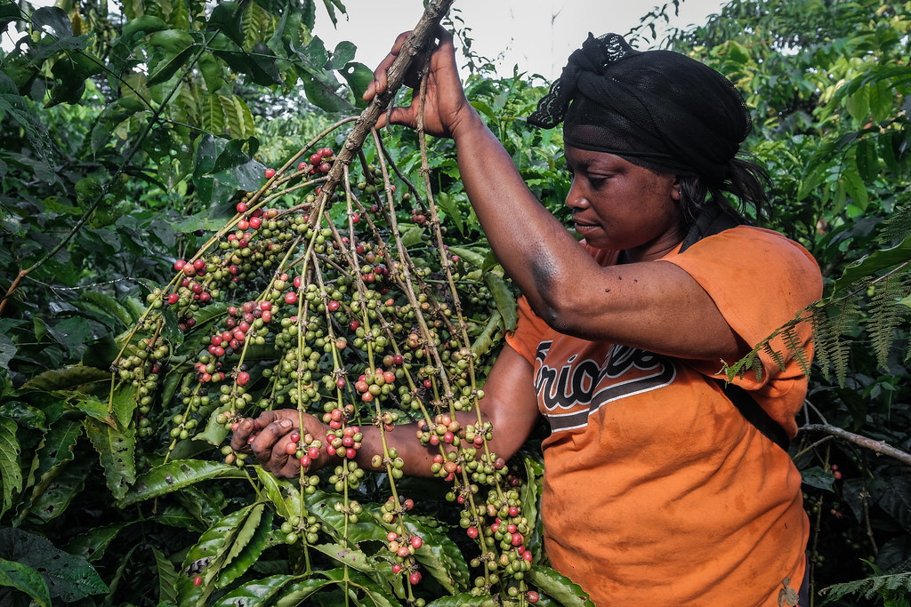 Coffee Production in Bait Al-Faqih