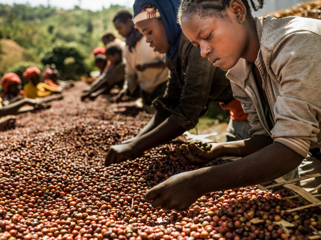 Coffee Production in Bait Al-Faqih