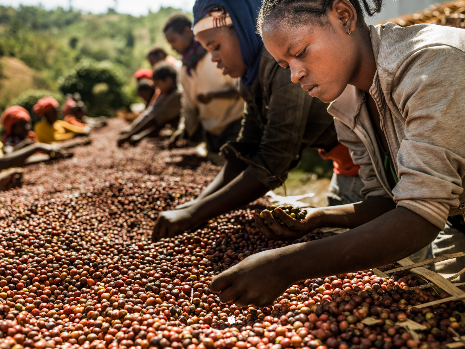 Yemen coffee beans