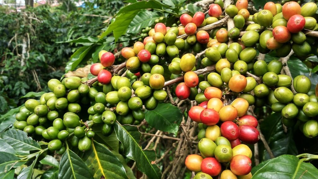 yemen cofee harvesting