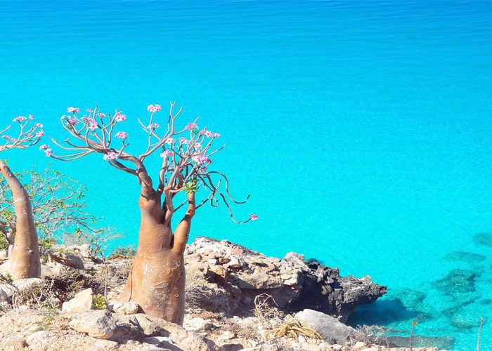 4-Dragon-Tree-Socotra-Islands