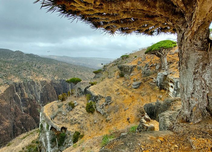 7-mountain-scenic-tree-Socotra-Trip-Socotra-Islands